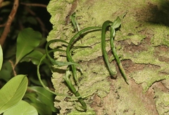 Lepisorus thunbergianus