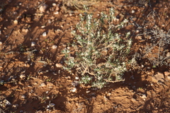 Dissocarpus paradoxus