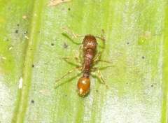 Tetramorium insolens