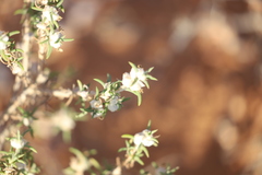 Dissocarpus paradoxus