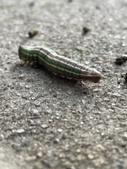 Lapara coniferarum