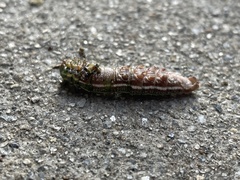 Lapara coniferarum
