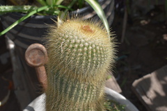 Parodia lenninghausii