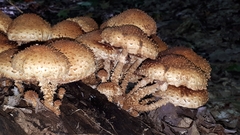 Pholiota squarrosa