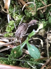 Oligolophinae