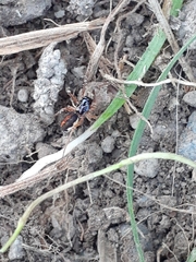 Pachygnatha autumnalis