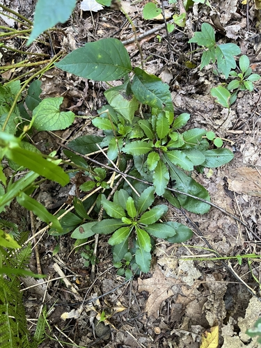 Borodinia laevigata