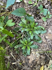 Borodinia laevigata