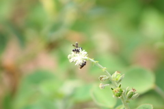 Frieseomelitta nigra