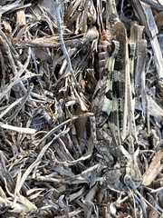 Encoptolophus costalis