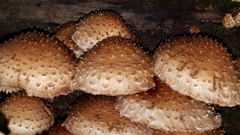 Pholiota squarrosa