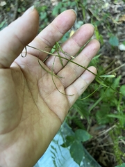 Borodinia laevigata, photograph Bonnie Isaac, CC0, iNaturalist via GBIF