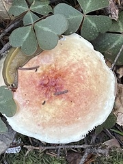 Leucoagaricus rubrotinctus