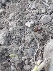Pachygnatha autumnalis