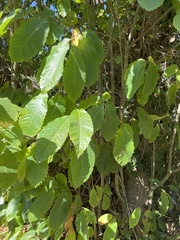 Castanea sativa