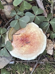 Leucoagaricus rubrotinctus