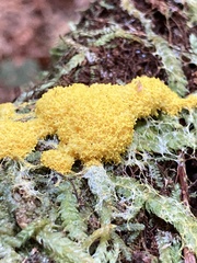 Fuligo septica