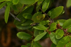 Liotrichus umbripennis