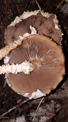 Pholiota squarrosa