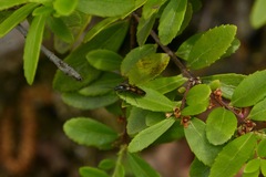 Liotrichus umbripennis