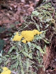 Fuligo septica
