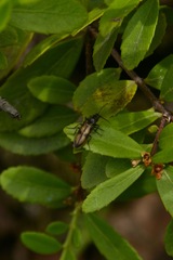 Liotrichus umbripennis