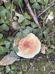 Leucoagaricus rubrotinctus