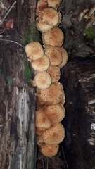 Pholiota squarrosa