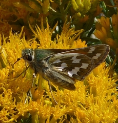Hesperia juba