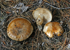 Lyophyllum decastes