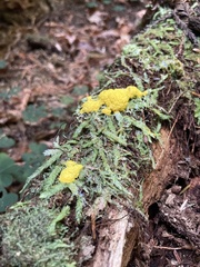 Fuligo septica