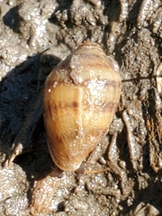 Melampus bidentatus