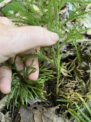 Dendrolycopodium dendroideum
