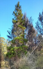 Libocedrus bidwillii