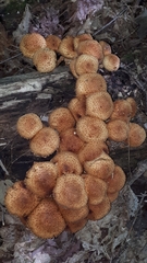 Pholiota squarrosa