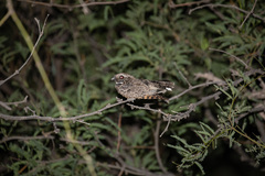 Phalaenoptilus nuttallii