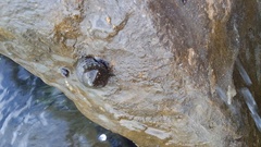 Phorcus turbinatus