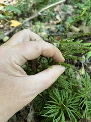 Dendrolycopodium dendroideum
