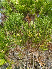 Libocedrus bidwillii