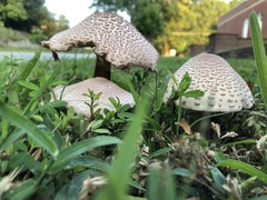 Leucoagaricus