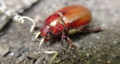 Aulacopalpus ciliatus