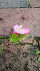 Begonia semperflorens-cultorum