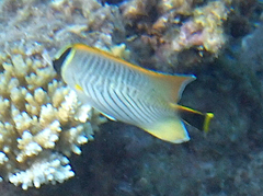 Chaetodon trifascialis