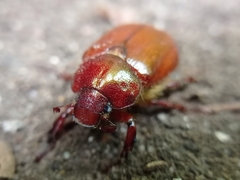 Aulacopalpus ciliatus