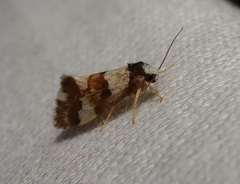 Philenora aspectalella