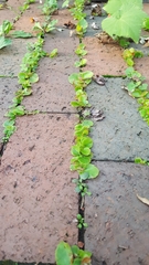Begonia semperflorens-cultorum