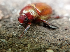 Aulacopalpus ciliatus