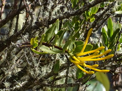 Tristerix longibracteatus