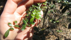 Azara microphylla