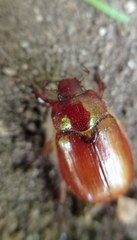 Aulacopalpus ciliatus